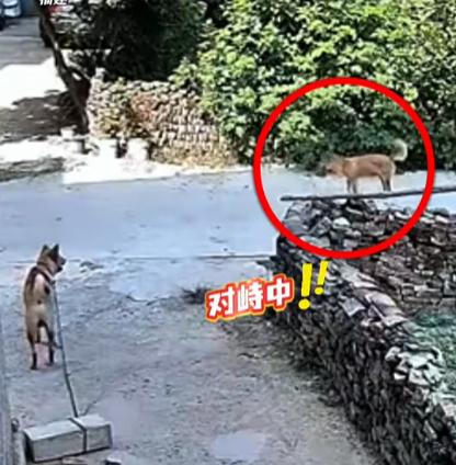 [沙尘暴]万万没想到，8月12日，福建一狗主人查看自己门前监控时，结果却看到拴在