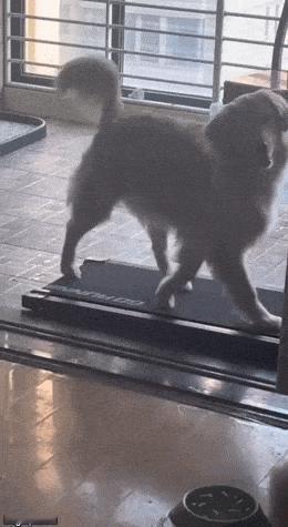 狗子：主打一个收放自如 ​​​