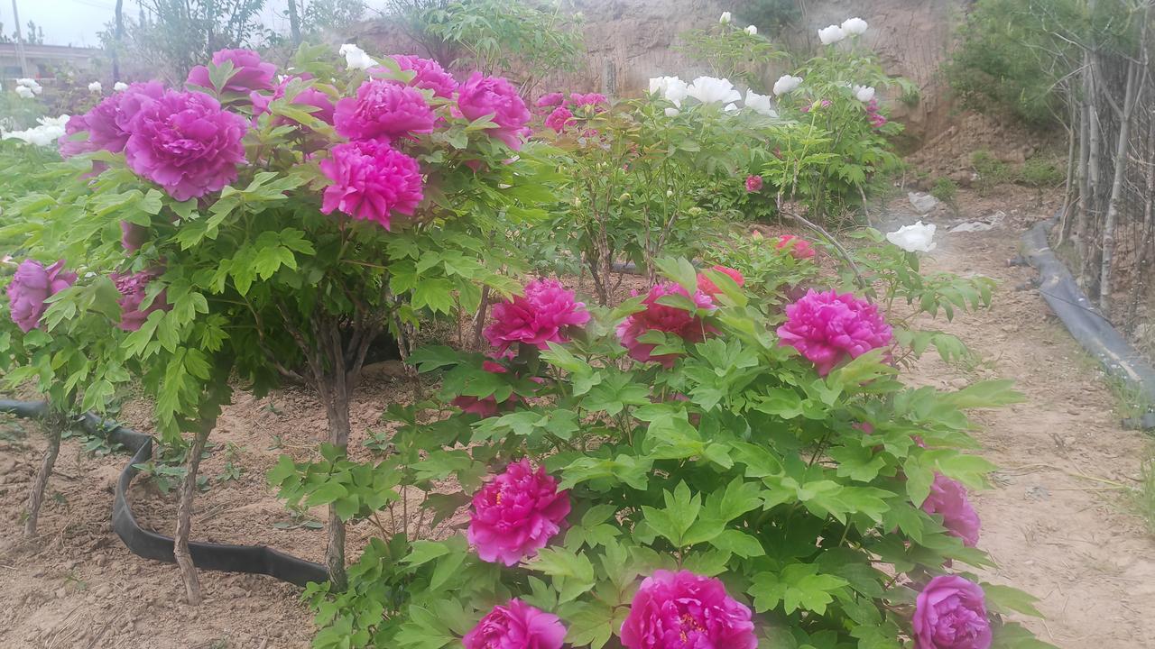 牡丹花美景图片分享这张图片展现了一片牡丹种植园的盛景。前景的玫红牡丹开得饱满热烈