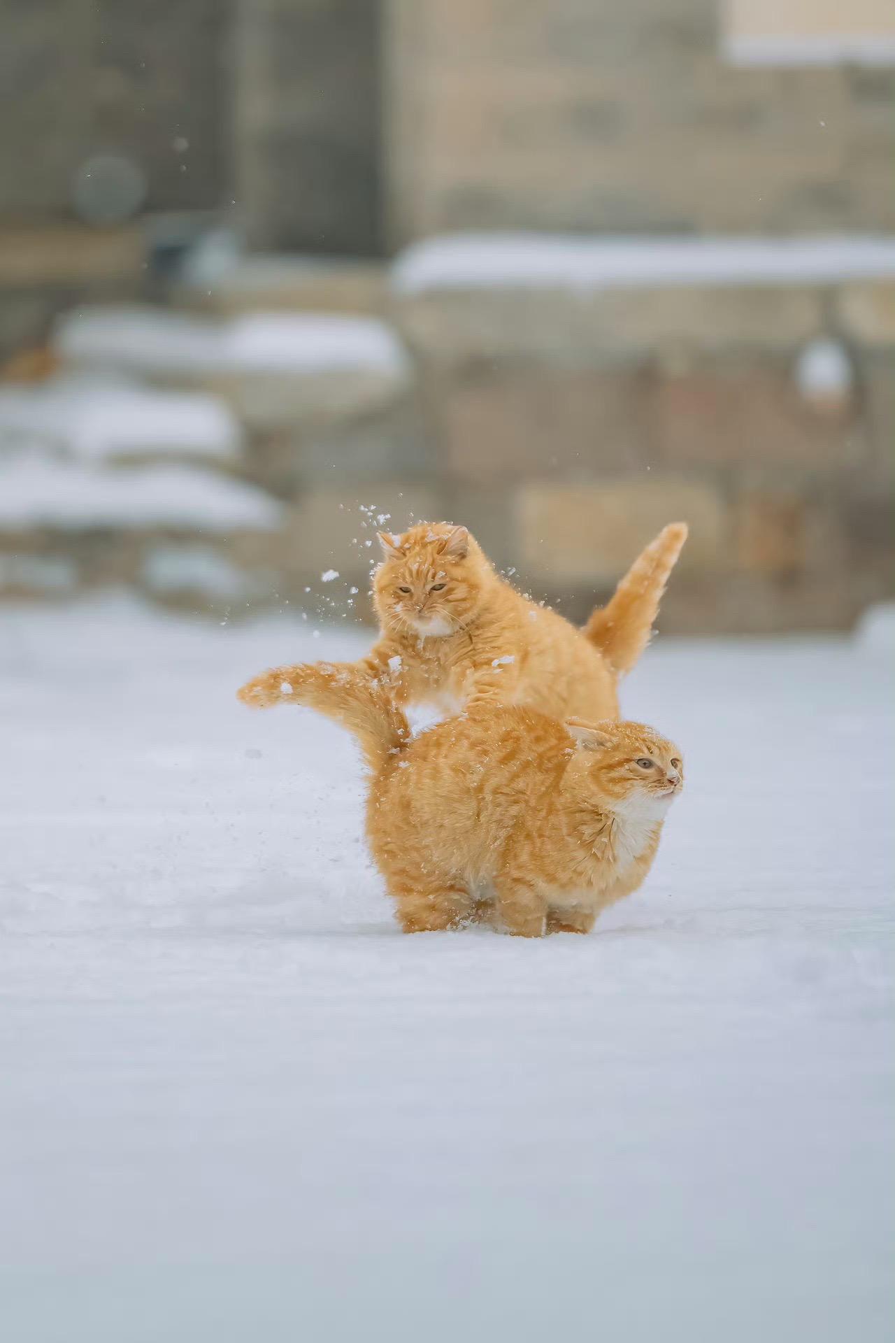北京又下雪了，雪中打闹的橘猫。前年春天的时候，古北水镇也下起大雪，两只...
