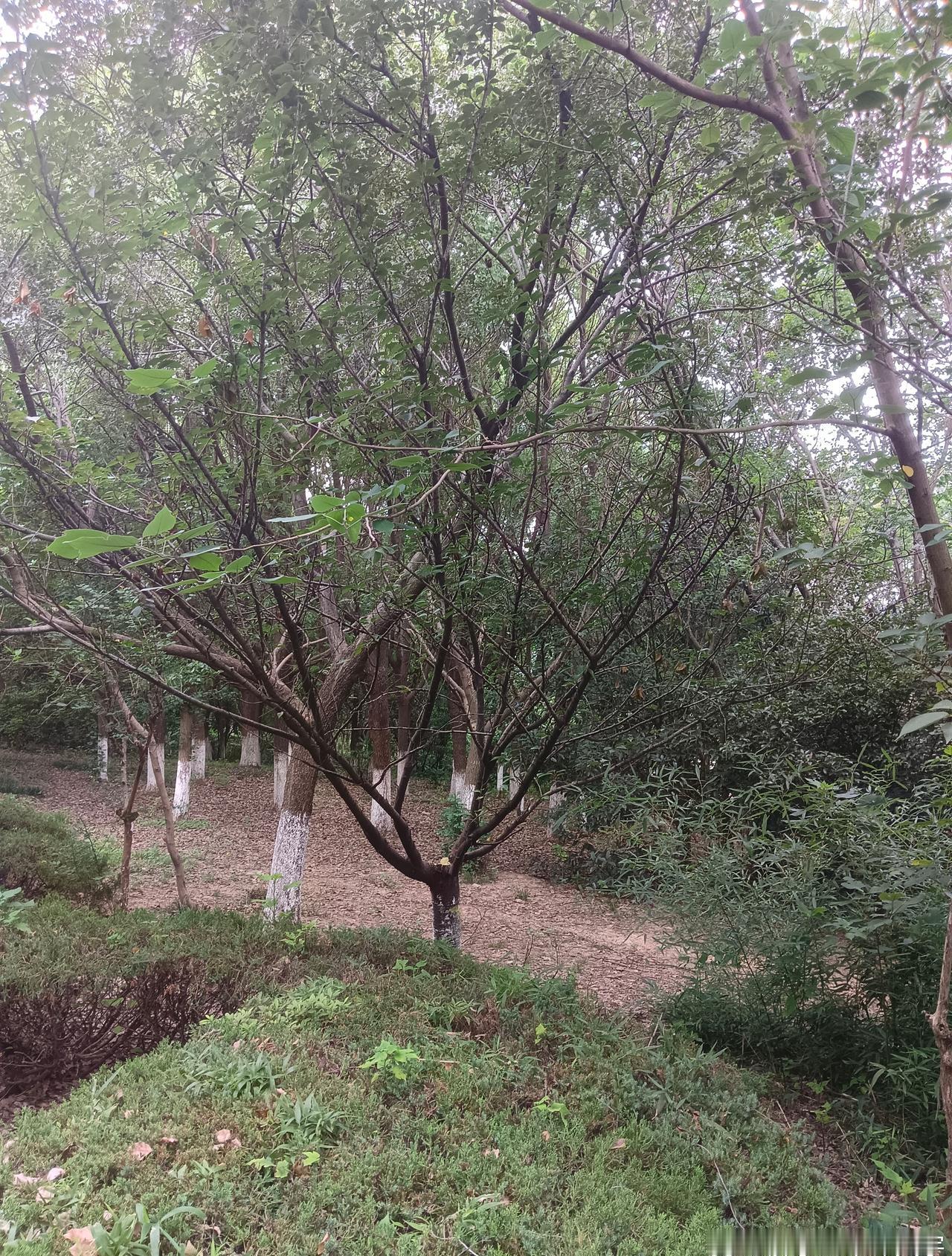 历史与现实交织的这处公园，不仅在闹市里留下了抚今追昔的“绿野仙踪”，也让镇江市民