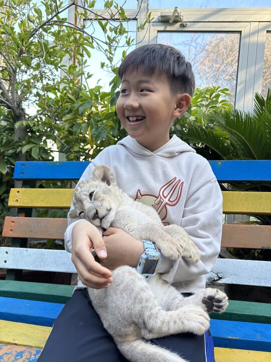 听说这个小狮子现在长挺大了啊