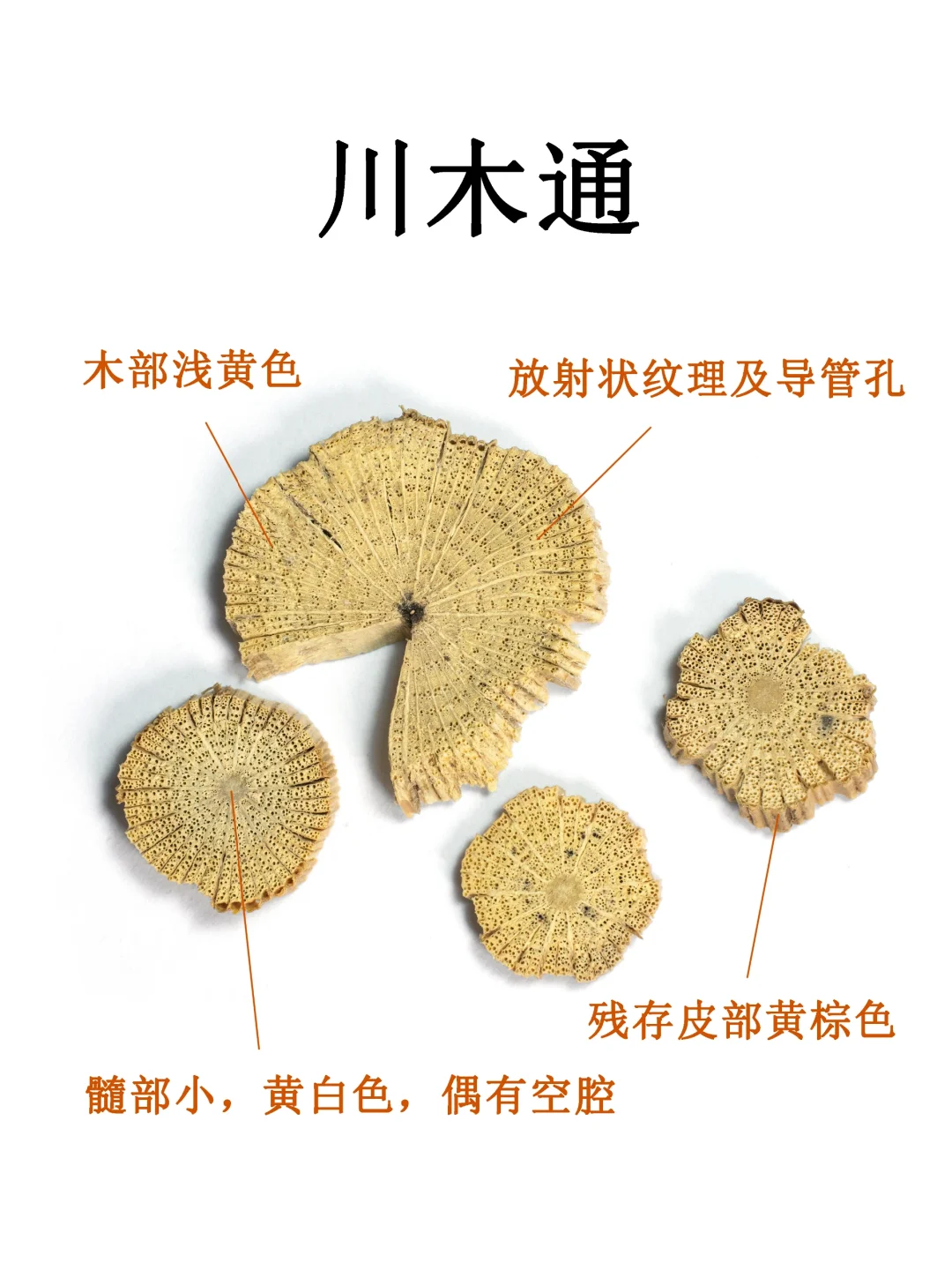 中药图鉴｜川木通