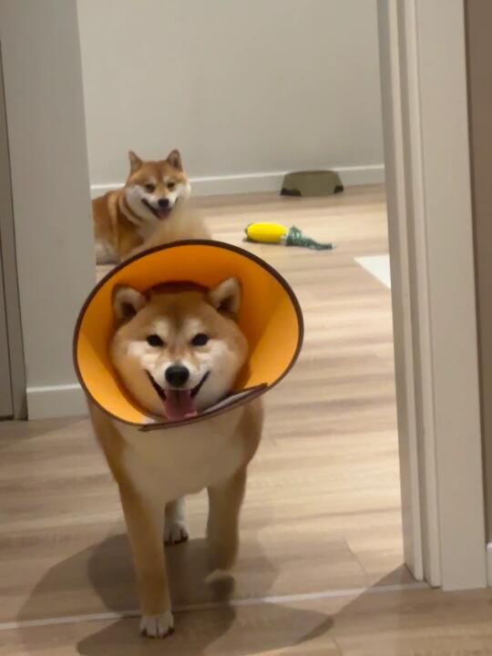 我不行了...