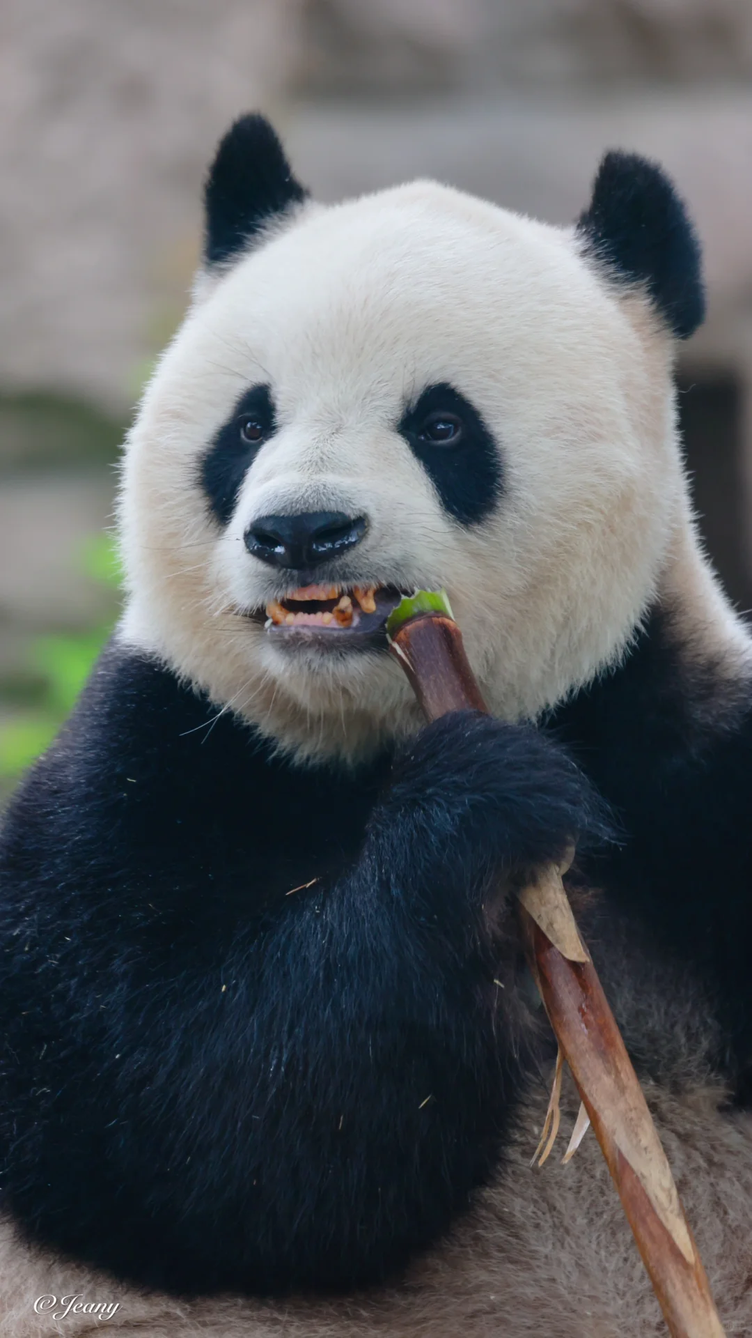 从萌萌的脸上♥️我看见好几个它娃儿的影子🐼快来看哪一张图对照的像它的哪个娃😊