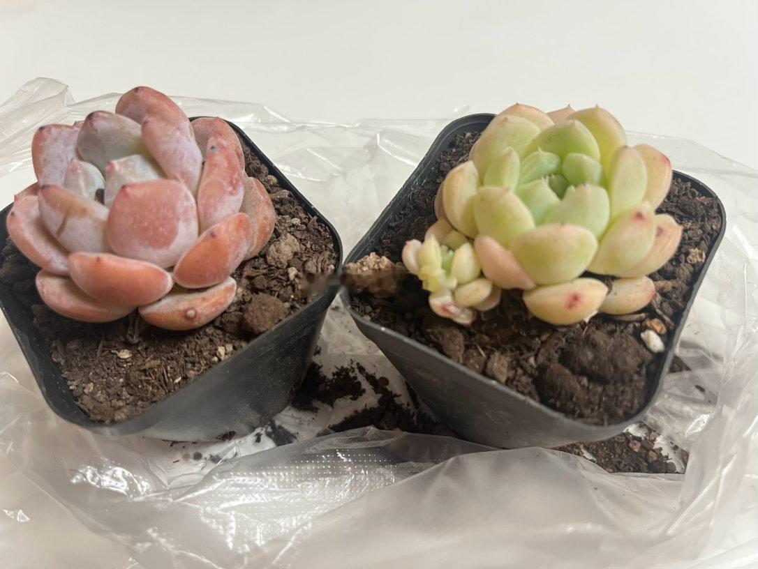 附近开了个庙会，我和🐺晚上去买了好多好吃的啊哈哈哈，还买了两个小多肉其中有一盆