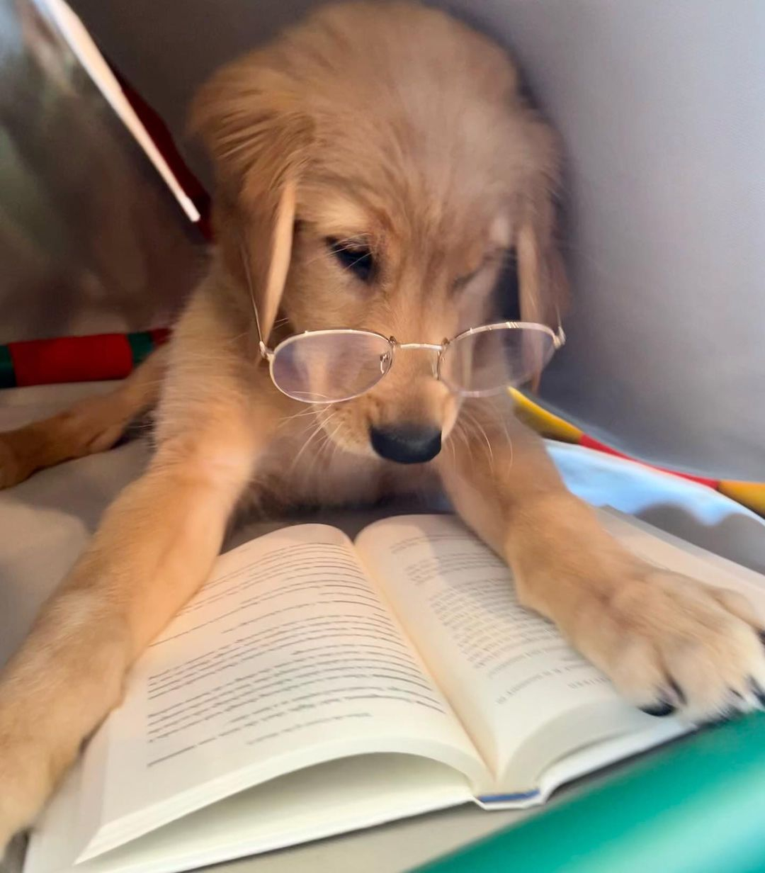 别的小狗这个点还在呼呼大睡，而小金毛还在奋笔疾书！ 