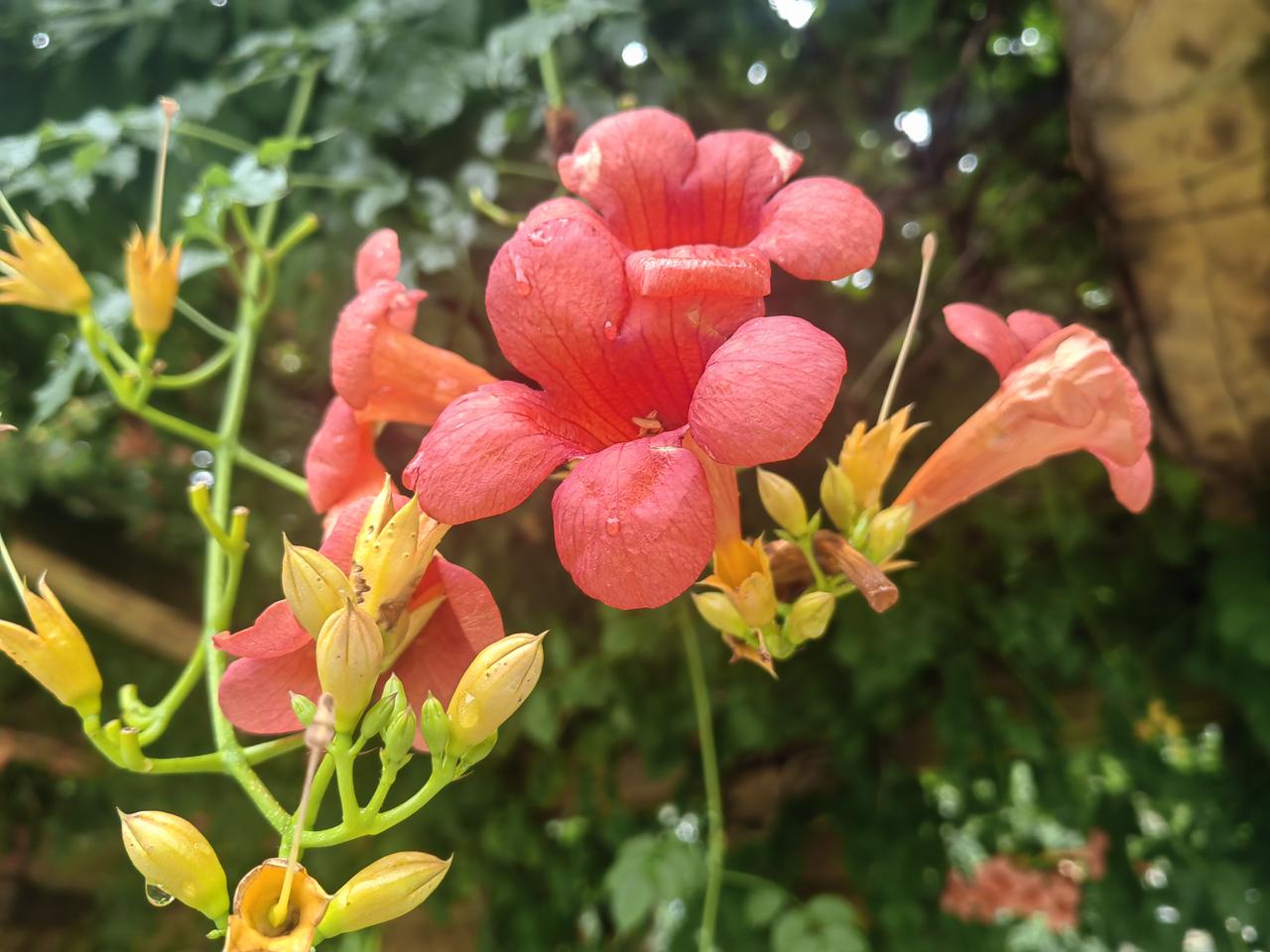 夏至，去公园赏凌霄花，简直是一场视觉盛宴。夏至那天，去了城郊公园，刚下过小雨，空
