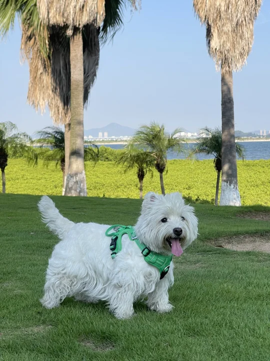 奇怪 西高地出门怎么比在家好看