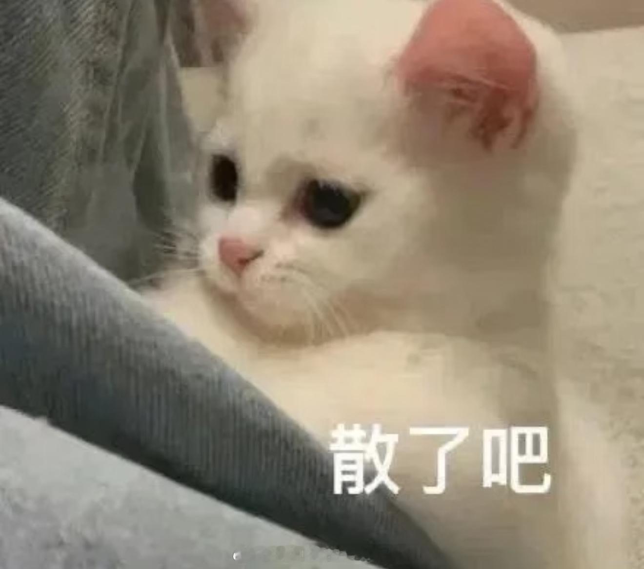 小糯米已经和TF五代一样大了万万没想到，记忆里还停留在婴儿时期的小糯米，如今岁数