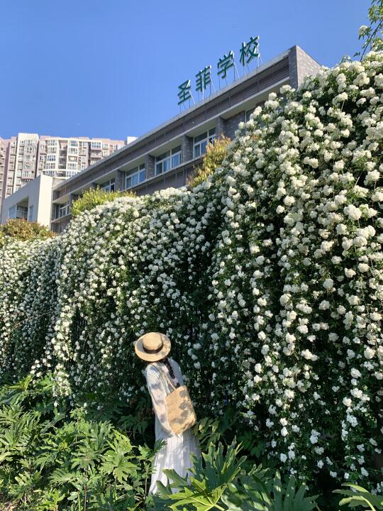 避开人从众！成都❾个七里香🤳地！美到封神。。。