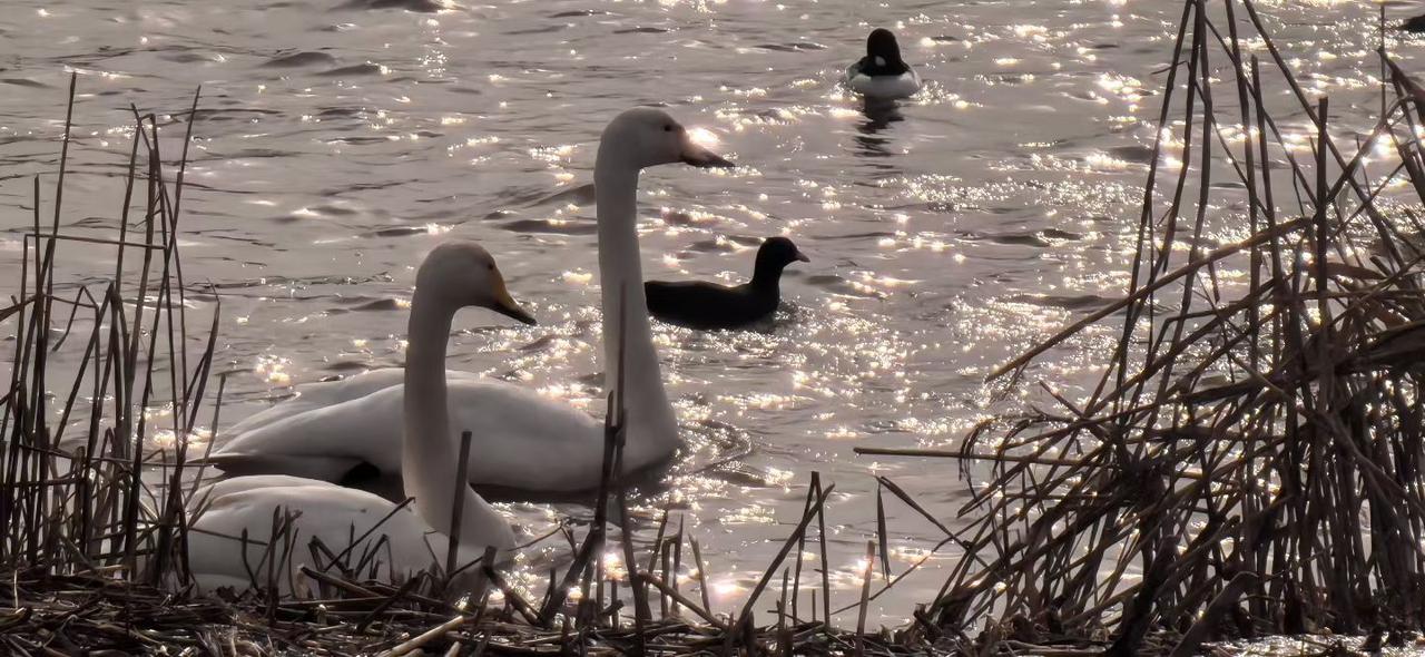 前一段时间，在湿地公园拍下了河里这两只相对较大的白色水鸟和两只相对较小的水鸟，它