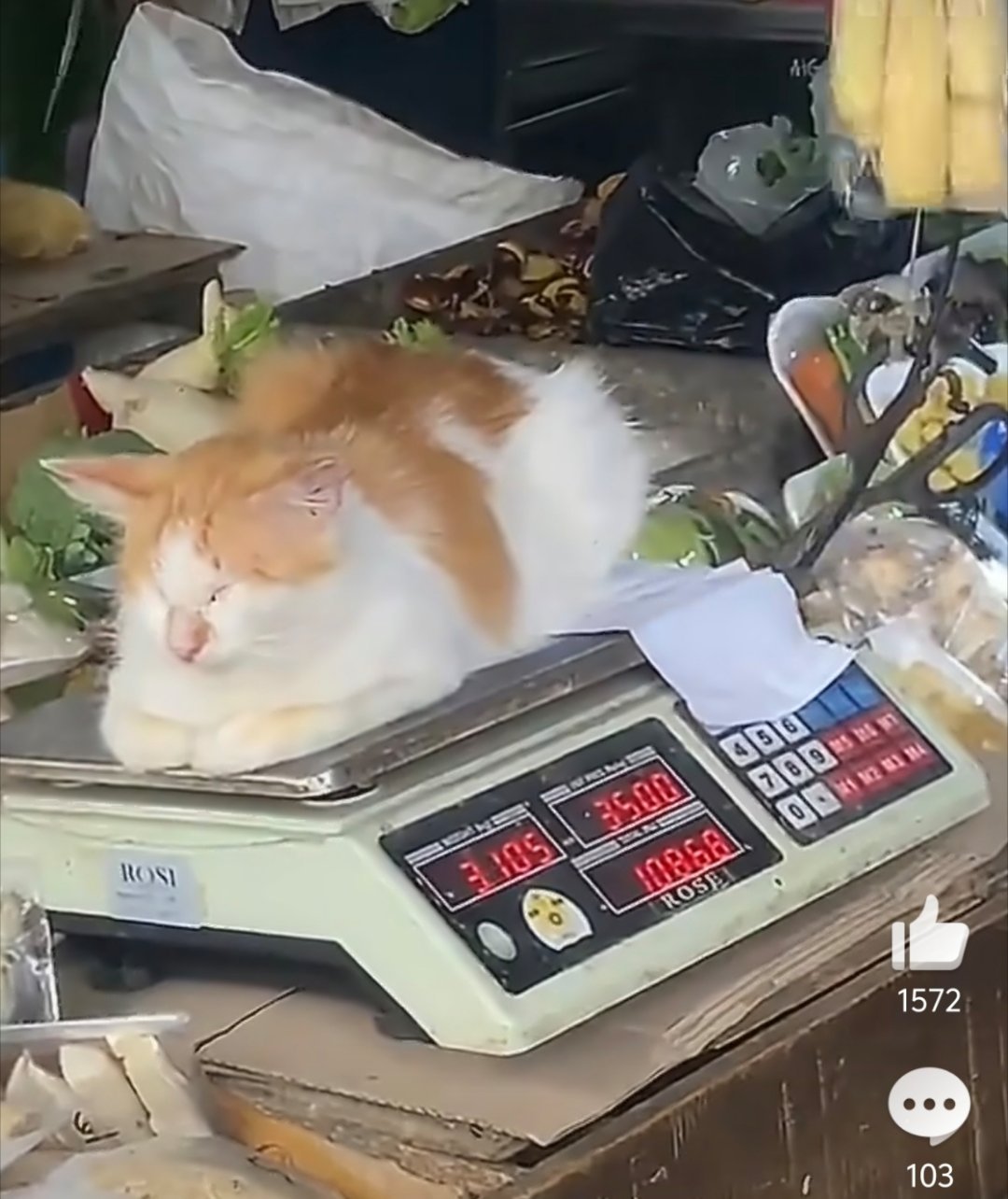 猫咪占了一半称把猫也算上，我包圆了 