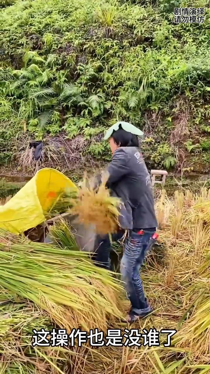 男子给水稻脱粒太奇葩，这一幕真的太有才了。
男子在地里割完了水稻，于是他在打稻机