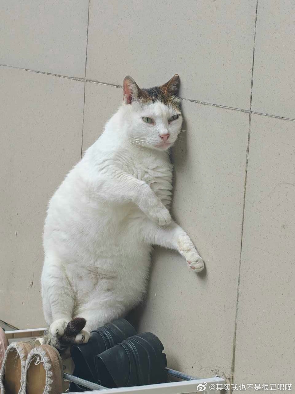 49894【丑猫】因为长的好像人所以感觉丑吗🤔 