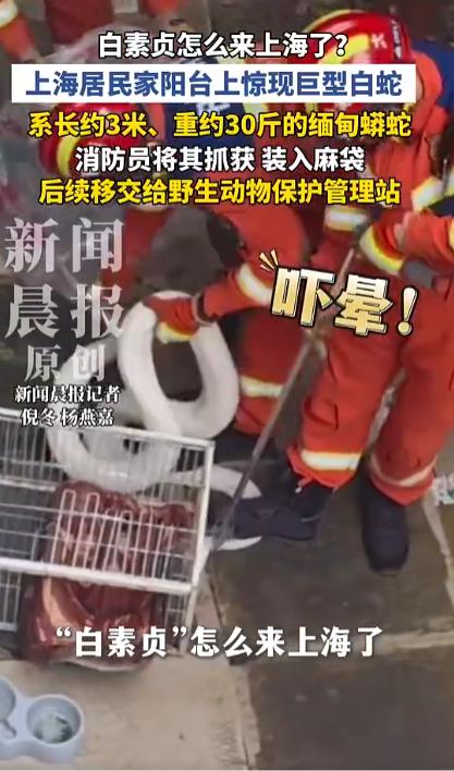 “最担心的事情还是发生了！”上海，一居民推开阳台门，眼前一幕直接吓瘫：晾衣架上盘