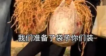 四川眉山“偷甘蔗”爆火后老板又推出挖折耳根活动，当事人：9.9元一袋随便挖