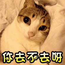 尊重小猫自己的小爱好每只小猫都有专属小喜好，不必强行管束，顺其自然就好。包容它的