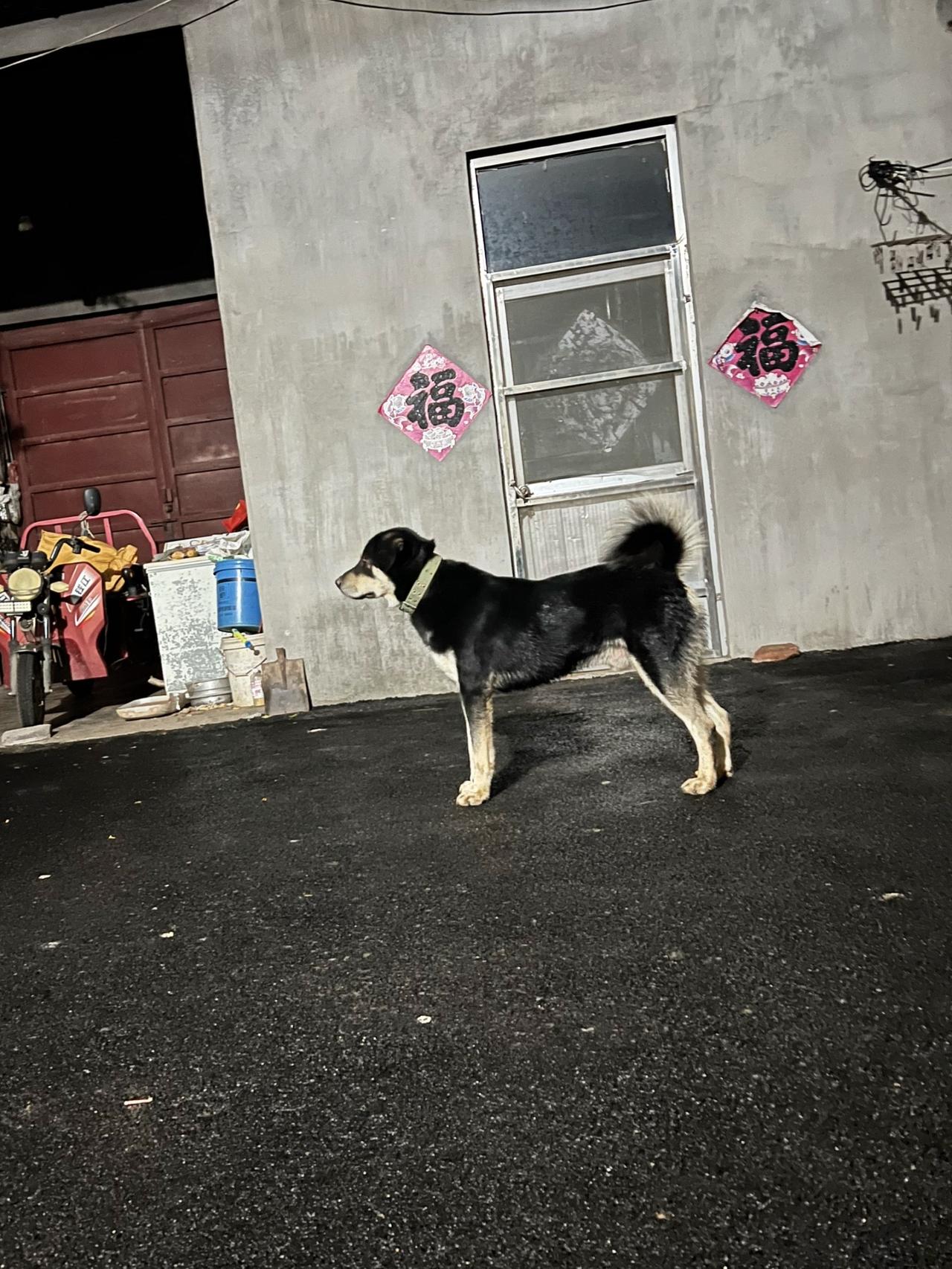 公犬光有粗壮的体型是不够的，必须粗壮且挺拔。而母犬如果也有挺拔的体型，那就更好了