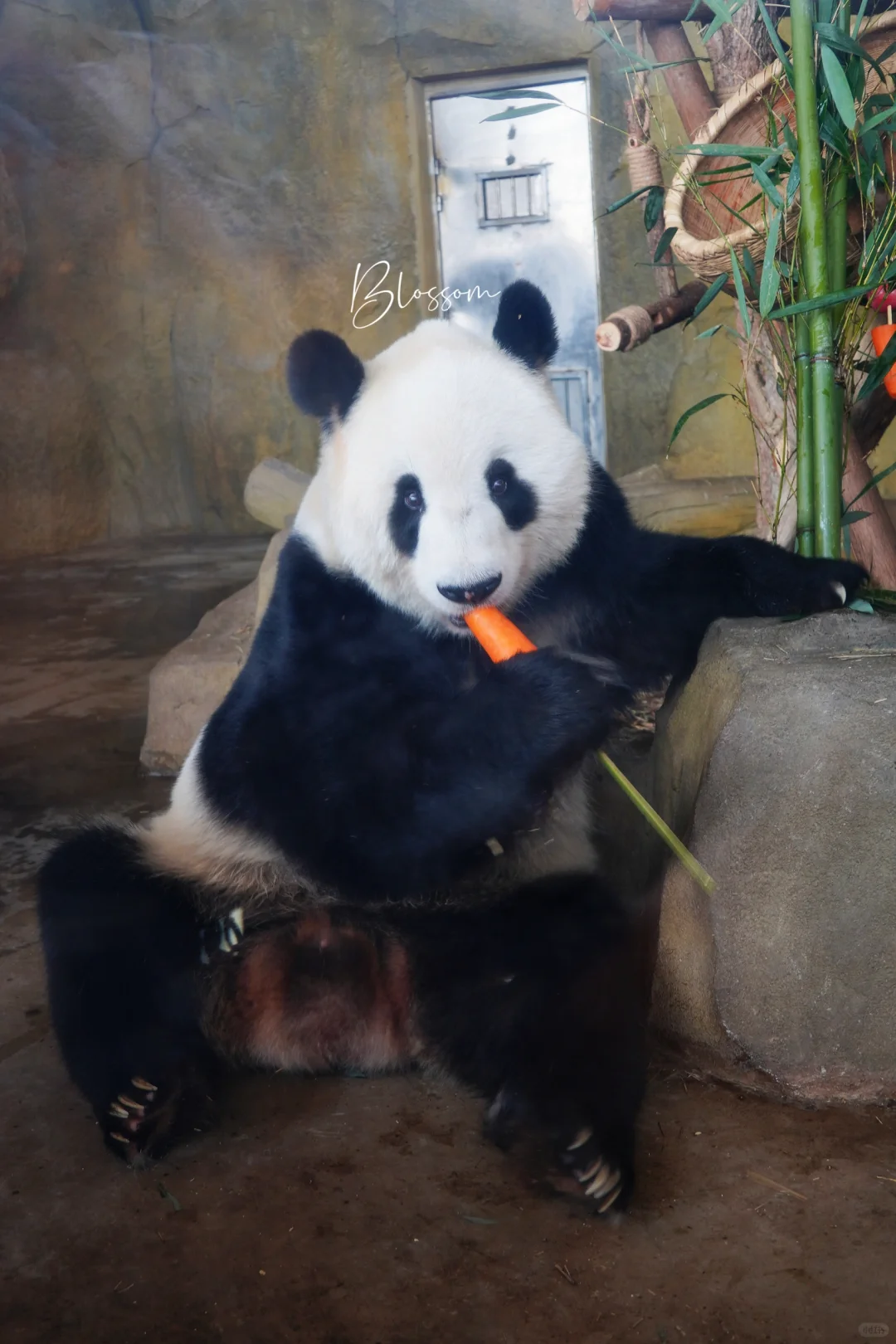 240825 奶福福23岁生日快乐✨