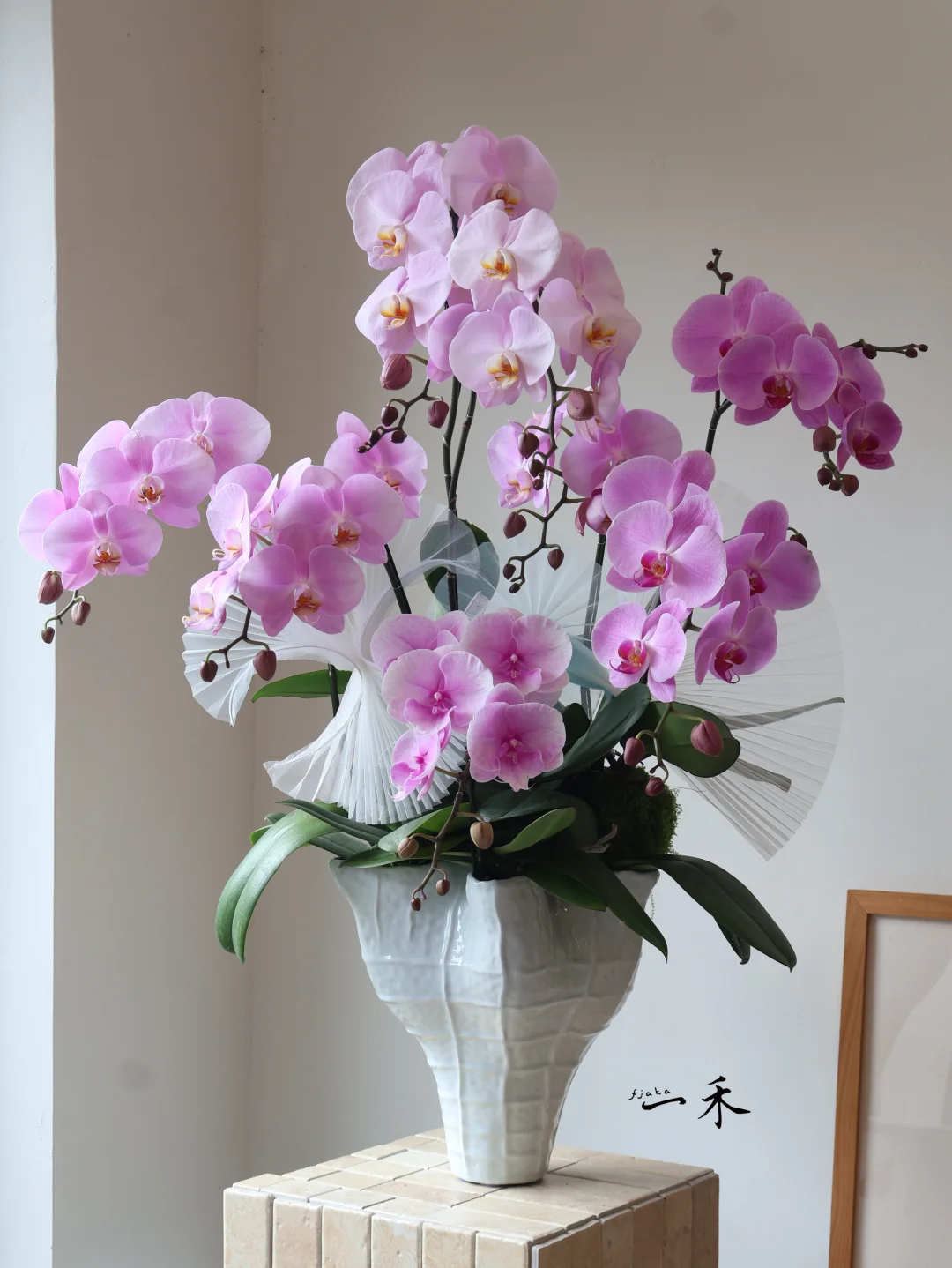 跳芭蕾的蝴蝶兰