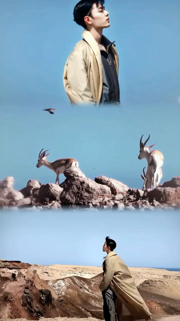 飞鸟与自由肖战 ​​​