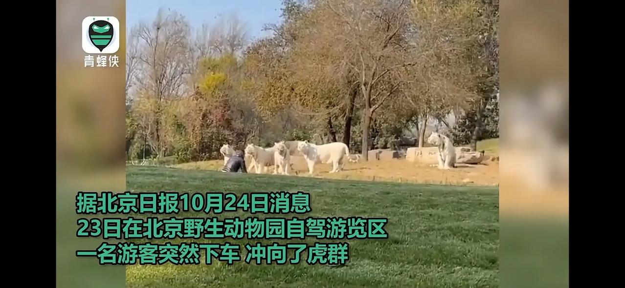 10月23号北京野生动物园一游客突然下车跑到7个白色大老虎面前跪下鬼哭狼嚎，幸好