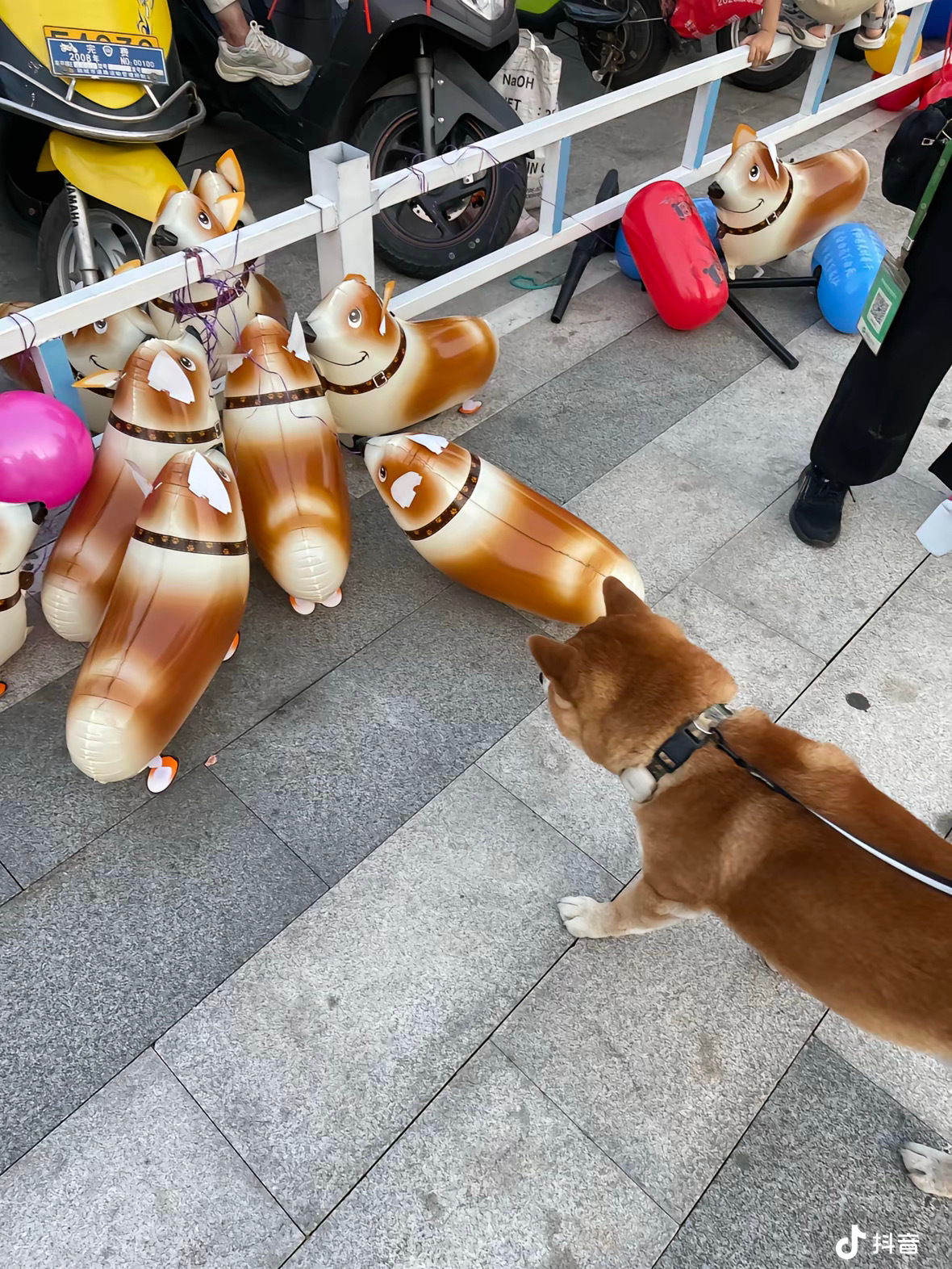 数数几只🐕 ​​​