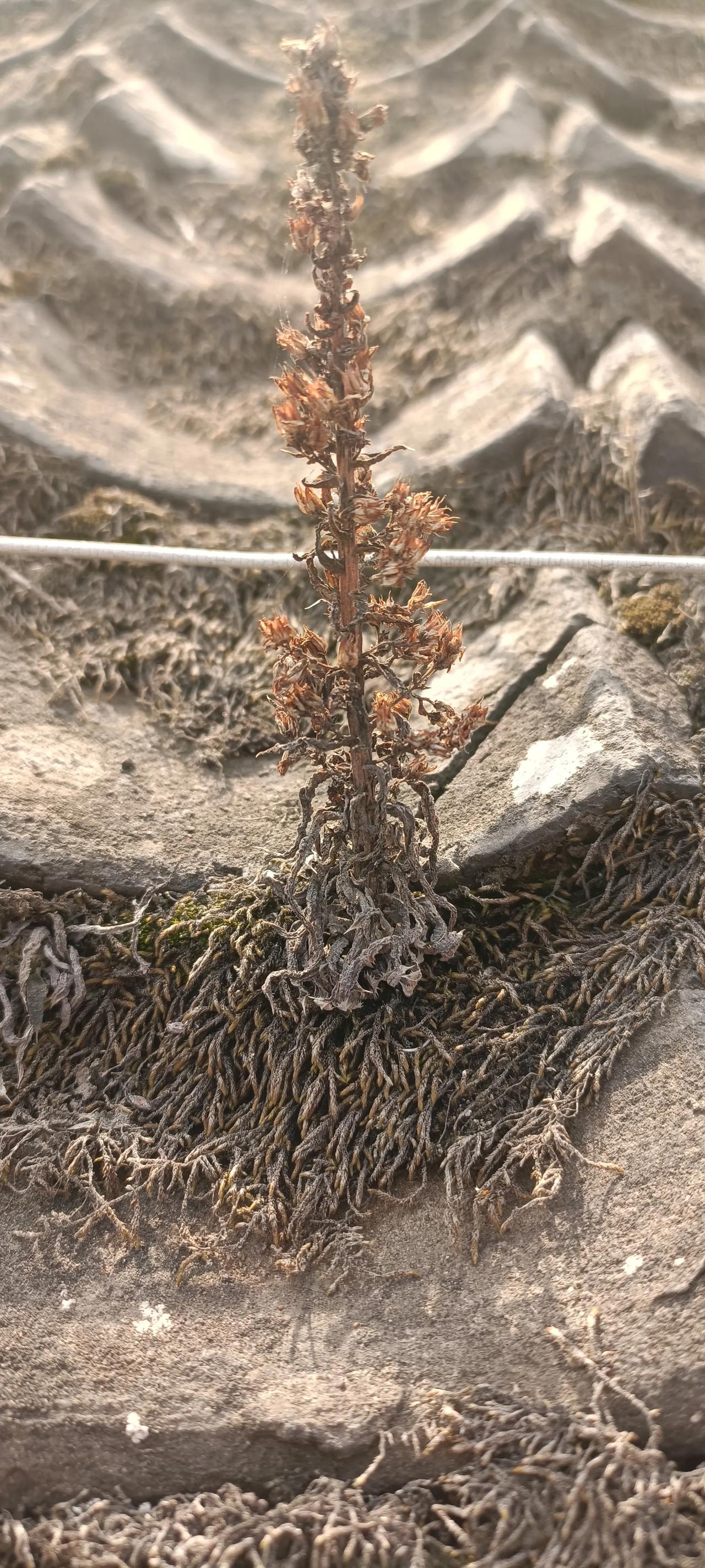 这个植物
种子从何而来
多年干旱未见有
雨水过后苔又青