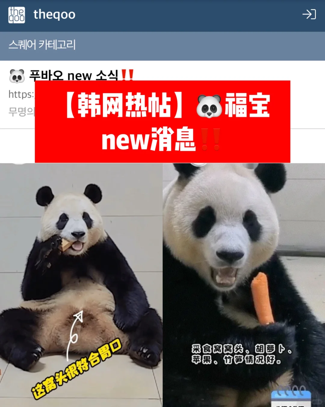 🔥韩网热帖｜🐼福宝new消息‼️