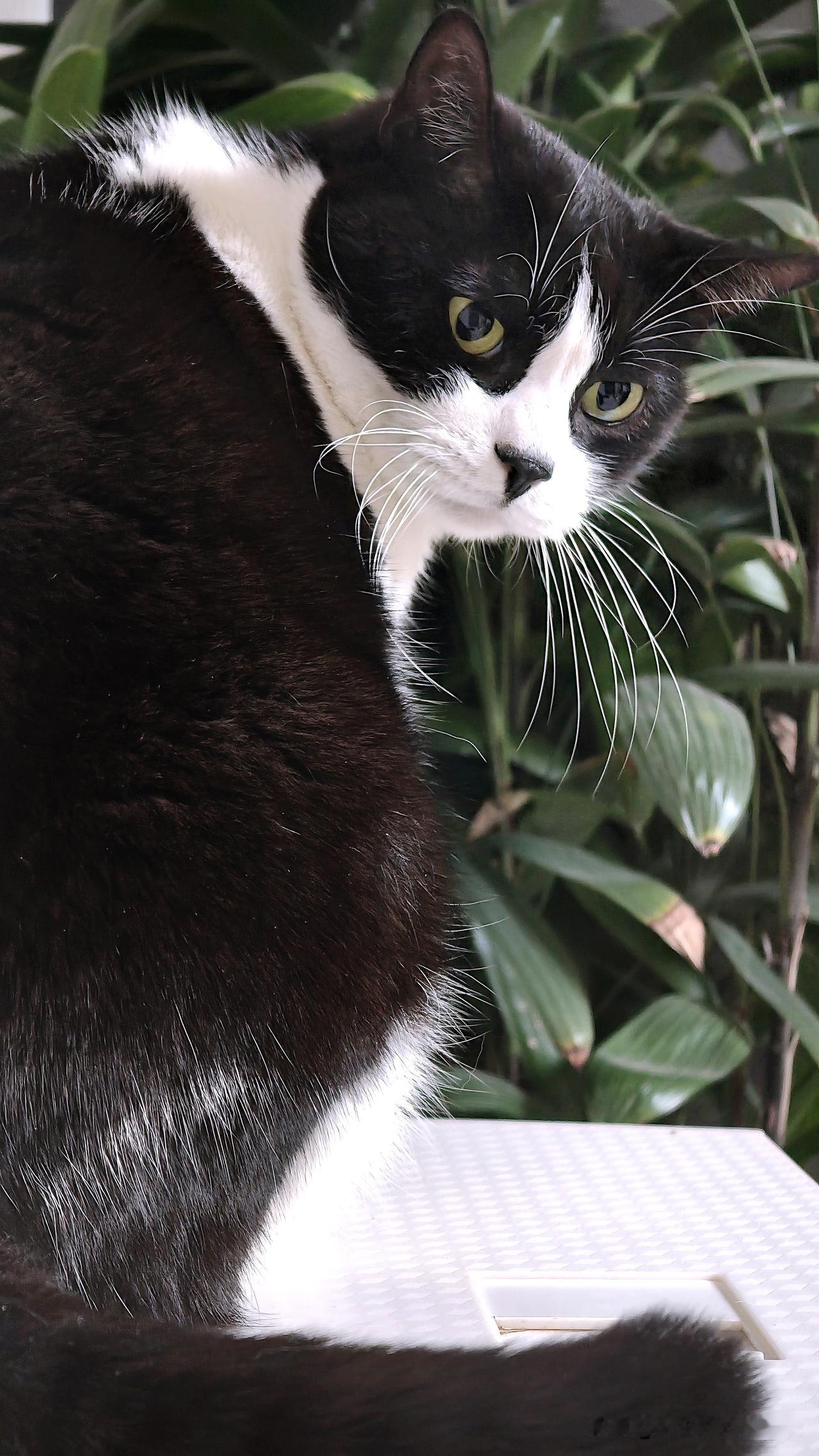 我脑中有张萌翻人的猫咪照，这橘猫就像个自带“萌力”的毛球炸弹。它趴在软乎乎的毛毯