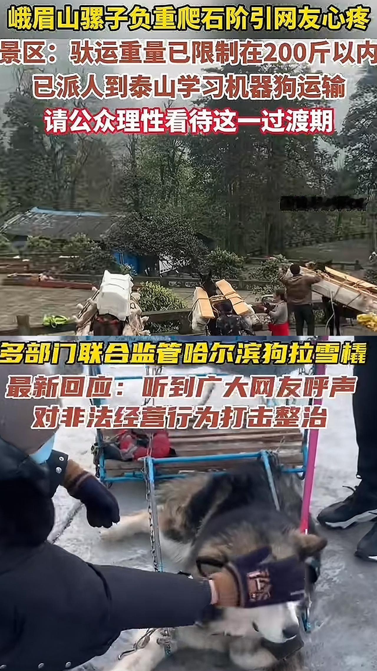 请动保人士长点心吧，上次心疼哈尔滨的狗，投诉完是不用拉雪橇了，现在还剩几只活着没