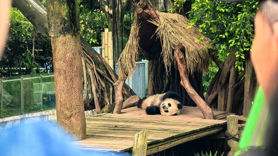 这个是奇三妹。 