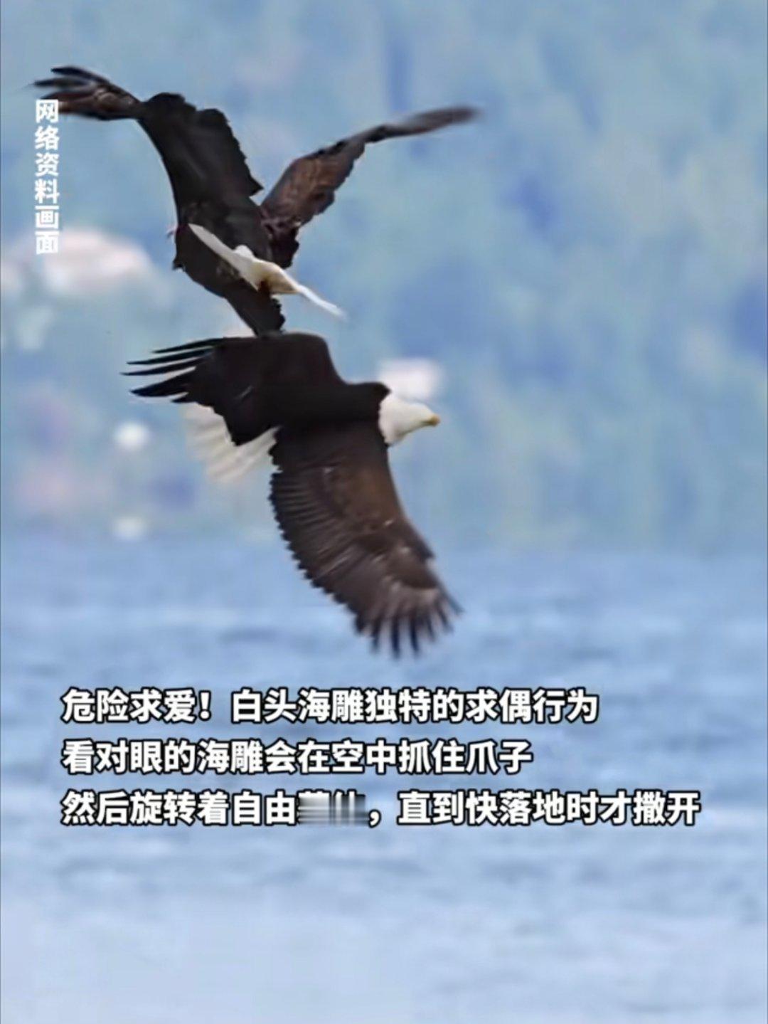 美国2战机飞行表演时撞毁据说美国的象征，白头海雕就是在空中缠绕互锁求偶的。美军这