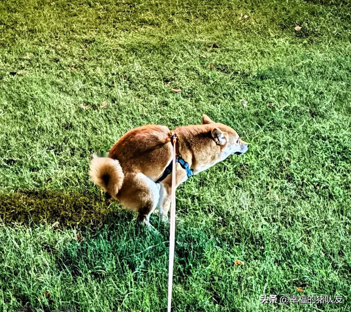 北京毒狗案一审4年刑期引炸锅，
二审改判的呼声为啥这么高？

关键不是替投毒者洗