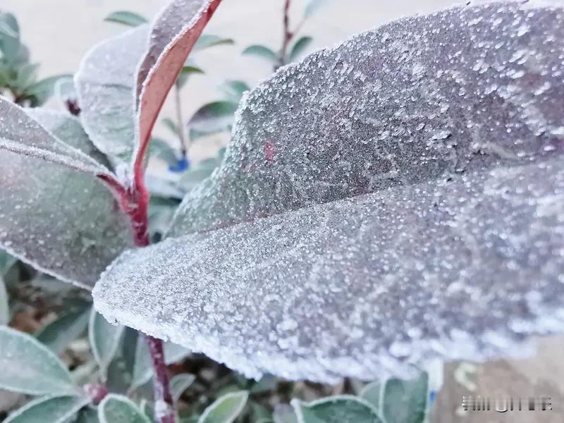 瓦片上的霜，太阳出来自己就走了

一、霜降那天早上，屋顶的瓦片白了一层。隔壁老周