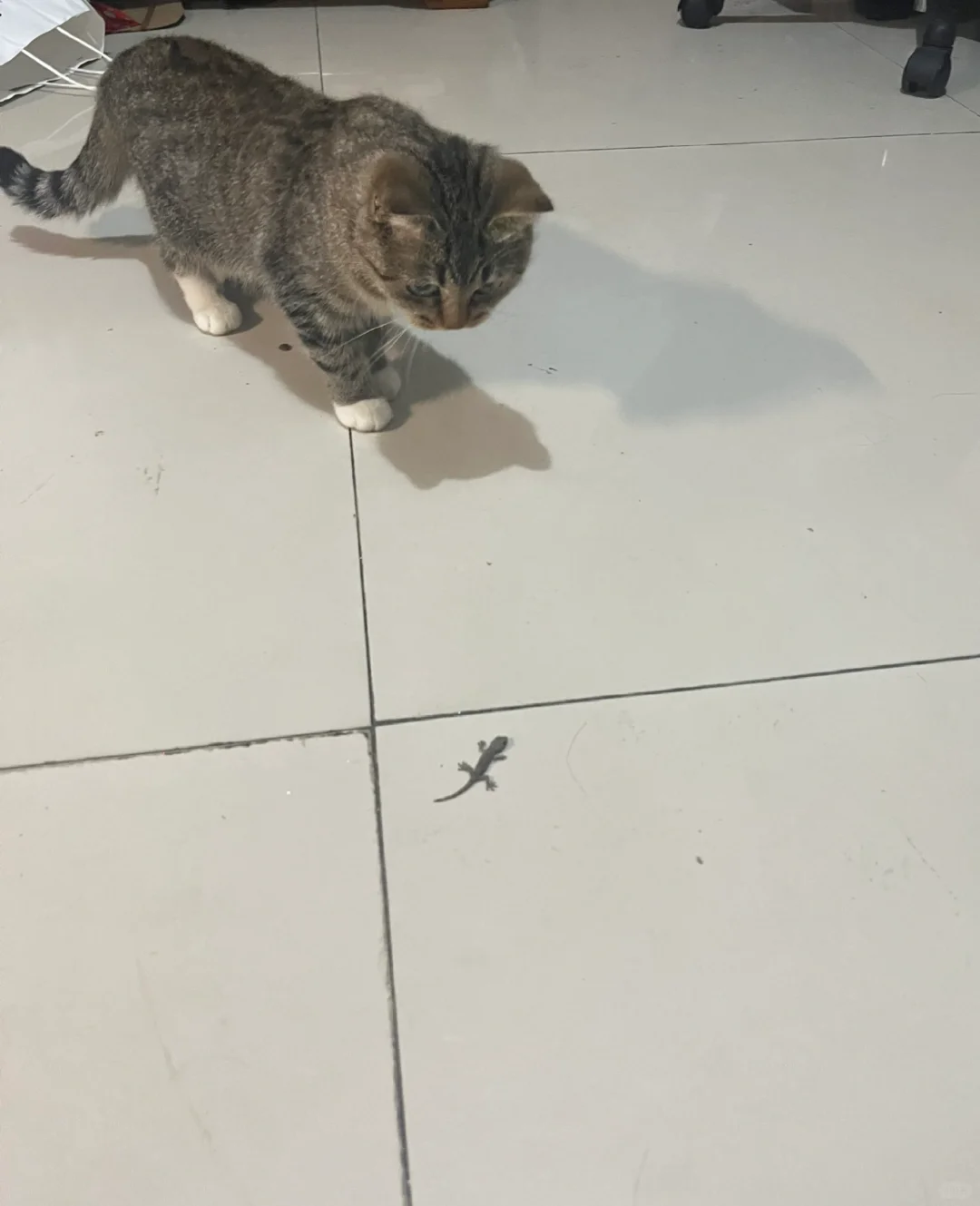 我家猫给我叼了个啥玩意儿回来？