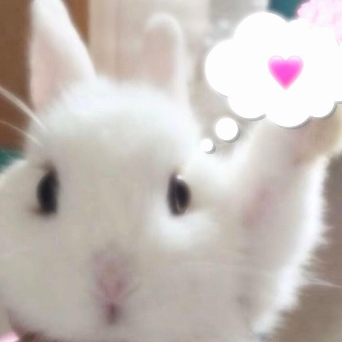 我系小兔子 