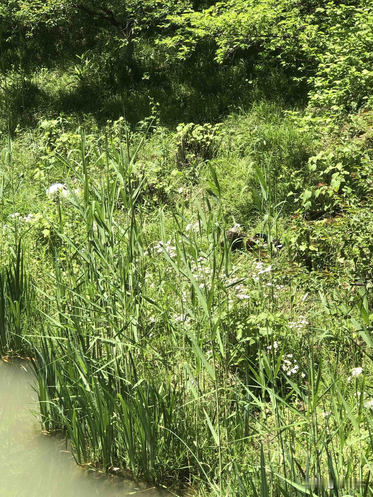 古人笔下的谷雨节气什么样古人笔下的谷雨，描绘得真好，谷雨正是春雨绵绵、万物生长的