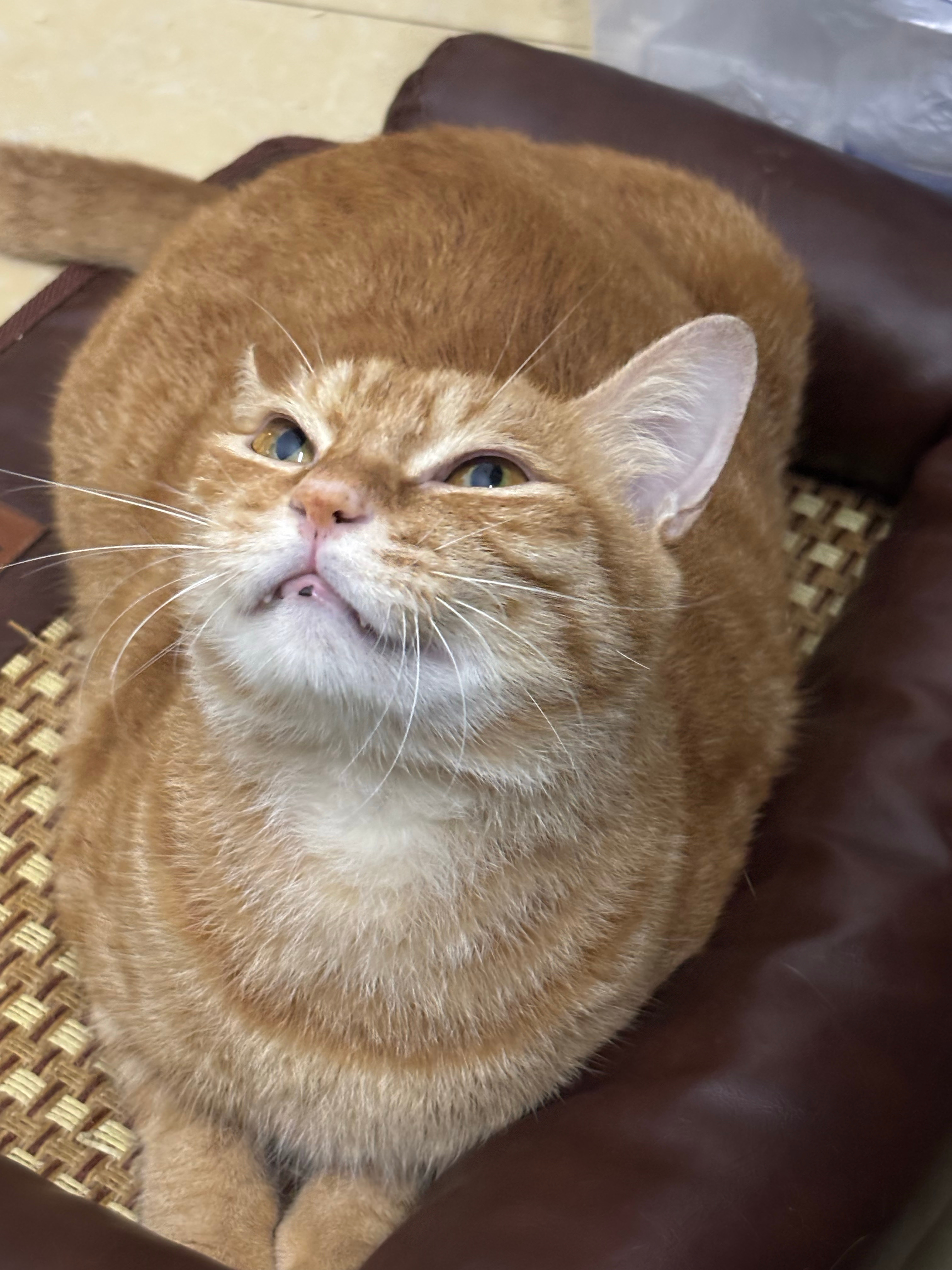 狡黠的大面包 