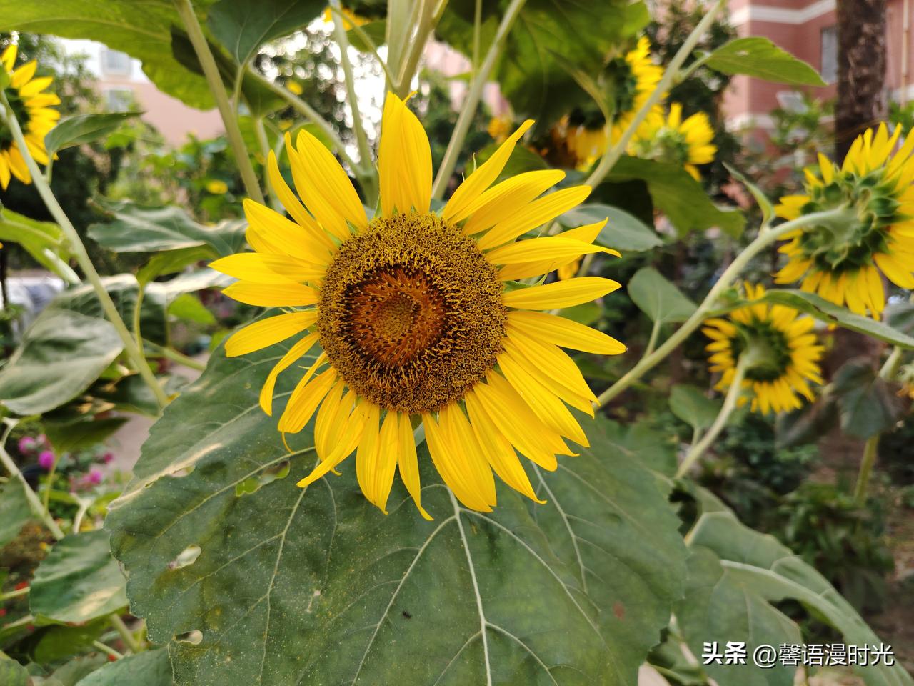 爱情曾经
在心中重于泰山
当洒脱的身影
第一次出现在梦乡，
当那副笑靥
不经意闯