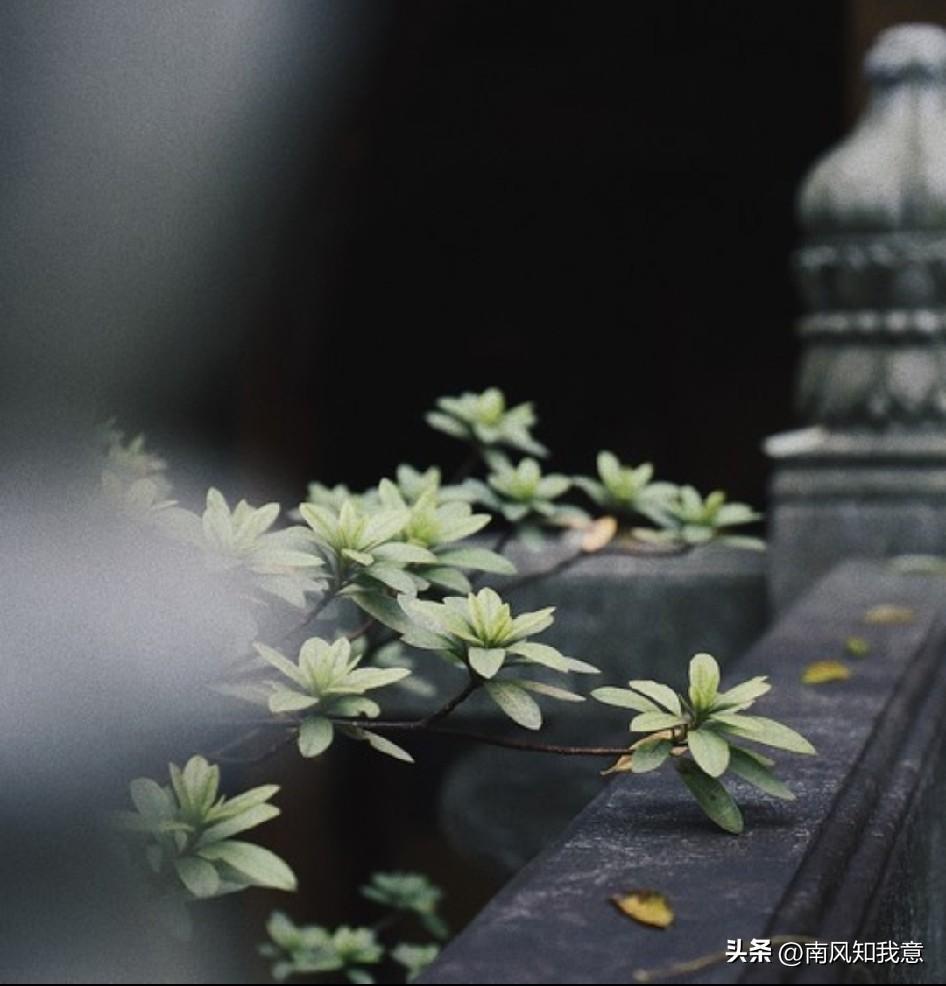 “你是我穷尽一生跨不过的遗憾”


山海辽阔，相逢无数
也曾有人，与我共沐刹那烟