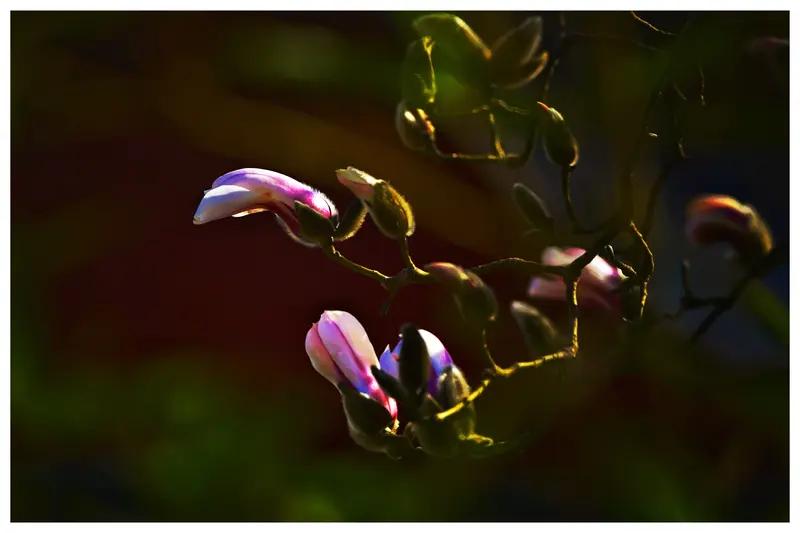 疏梅浮香迎春晖，
遐思千里欲驰骋。
