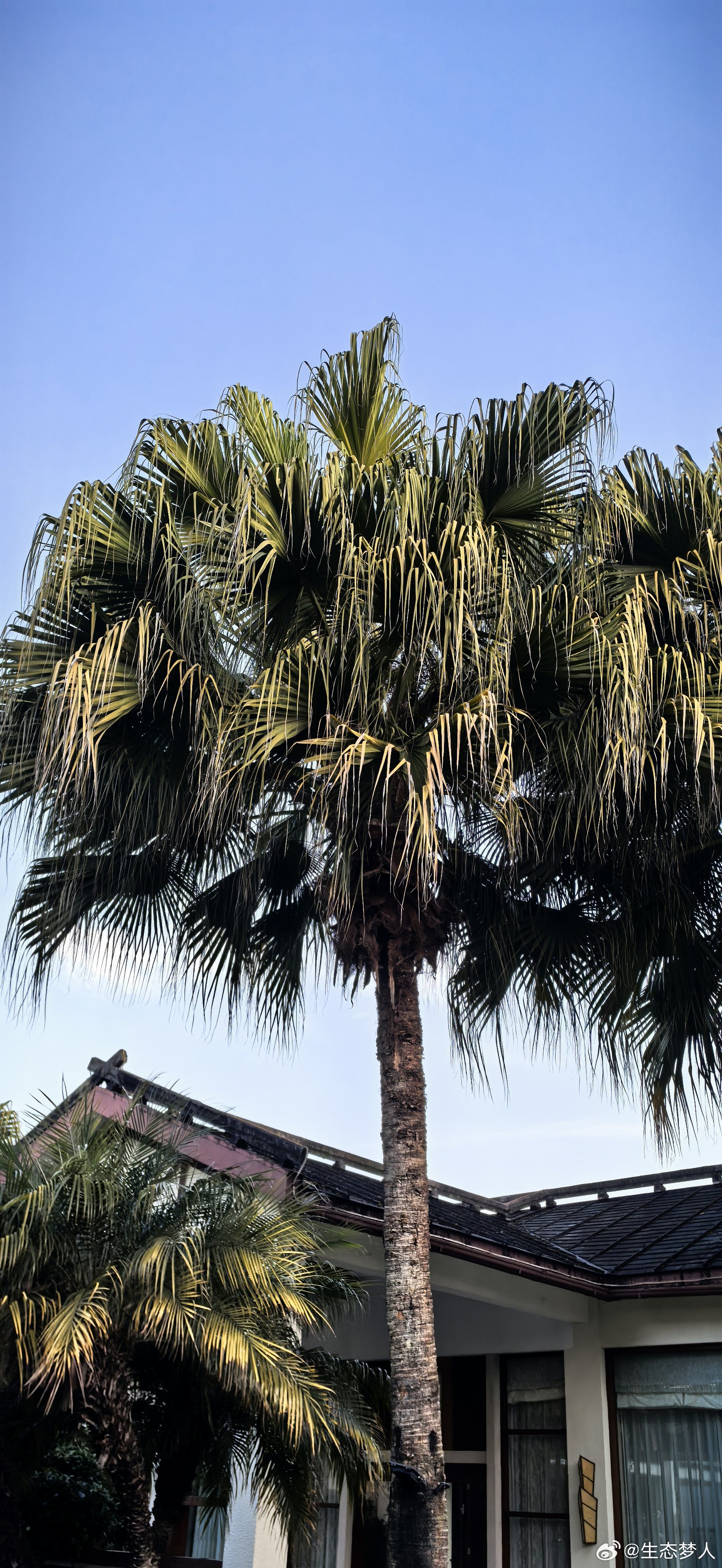 七彩云南万千气象 腾冲文化广场，高黎贡山母亲雕刻。蔚蓝地图 实景。2026年03