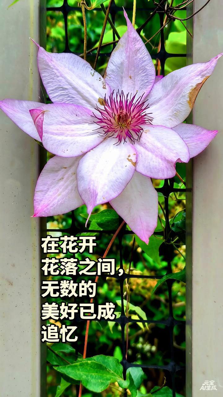 在花开花落之间，无数的美好已成追忆。