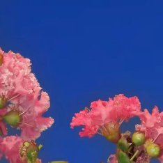 紫薇花  1. 栽培方式：园土+腐叶土+粗沙，普通疏松透气土；木质乔木根系深，适
