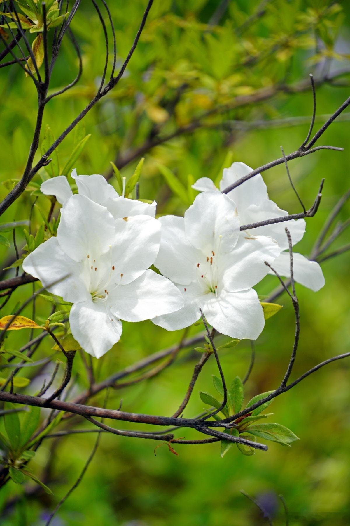 【连锁股权设计：从“做市”到“做势”的动态演进】连锁企业真正的门槛，从不在于门店