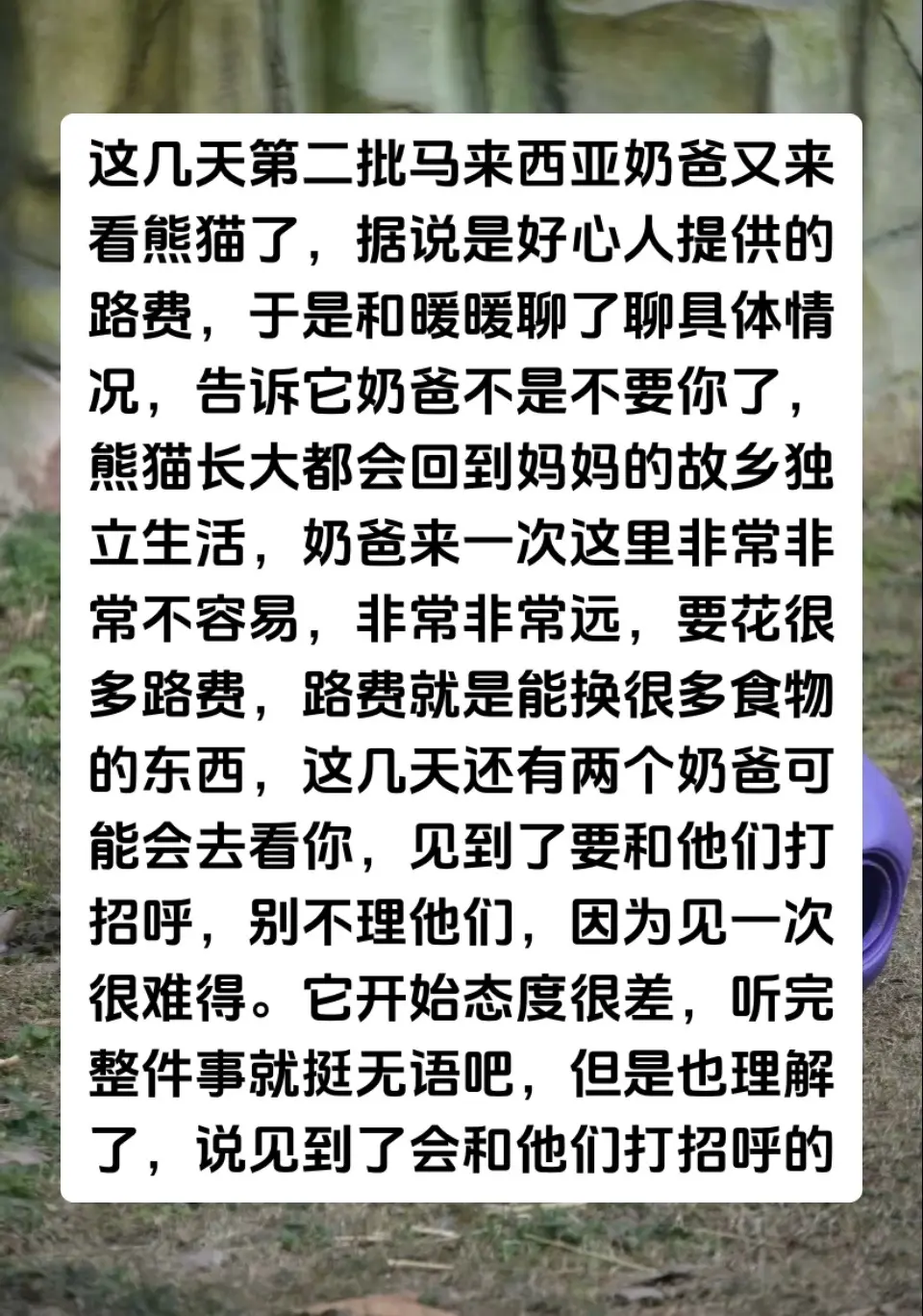 宠物沟通——大熊猫暖暖