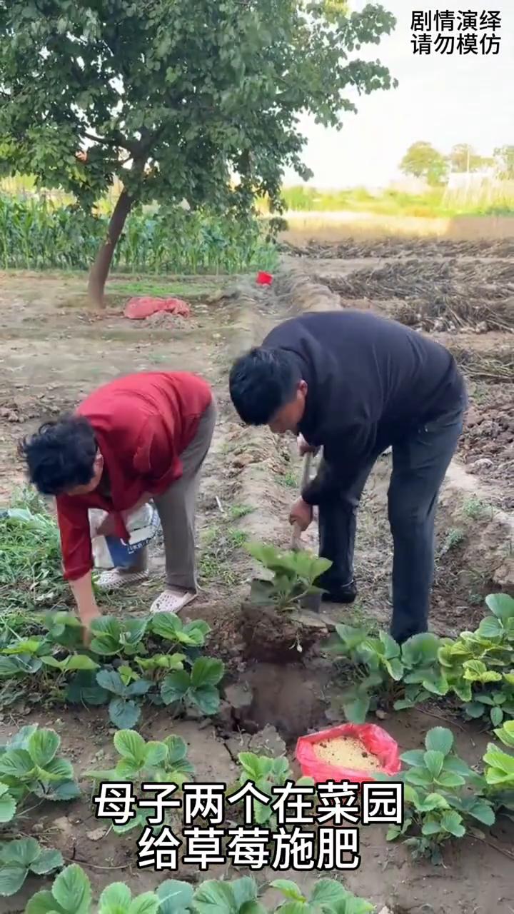 儿子给草莓施肥，将它挖起来。母亲看到他的操作也是懵了。
母子两个在菜园给草莓施肥