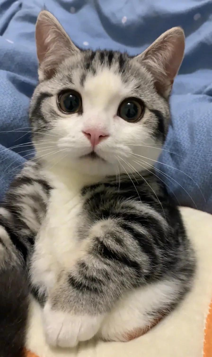 小猫:麻麻，能开个罐罐吗？#猫猫那些事儿# #猫咪二三事# #分享你家的猫猫# 